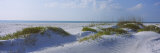 Buy Grass on the Beach, Lido Beach, Lido Key, Sarasota, Florida, USA at AllPosters.com