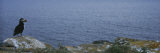 Atlantic Puffin Perching on a Rock, Maberly, Newfoundland and Labrador, Canada