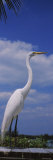 Great Egret Perching, Gulf of Mexico, Florida, USA