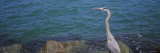 Great Blue Heron Perching on a Rock, Gulf of Mexico, Florida, USA