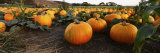 Pumpkins in a Field, Half Moon Bay, California, USA