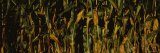 Buy Corn Crop, Wisconsin, USA at AllPosters.com
