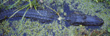 Alligator Swimming in a River, Florida, USA