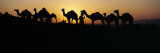 Silhouette of Camels in a Desert, Pushkar Camel Fair, Pushkar, Rajasthan, India