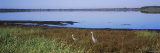 Two Sandhill Cranes in a Field, Myakka Lake, Sarasota, Florida, USA