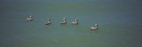 Five Pelicans in Water, Gulf of Mexico, Florida, USA