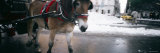 Buy Horse Drawn Carriage on a Road, New York, USA at AllPosters.com