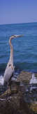 Great Blue Heron Perching on a Rock, Gulf of Mexico, Florida, USA