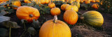 Pumpkins in a Field, Half Moon Bay, California, USA