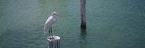 Great Egret Perching on a Wooden Post, Gulf of Mexico, Florida, USA