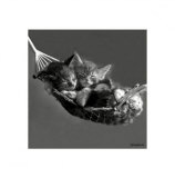 Kittens In A Hammock