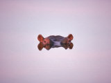 Hippopotamus Submerged, Eyes and Ears Just Above Water.Kruger National Park, South Africa