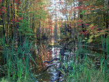 Autumn Scene in Woodland with Stream, Wisconsin, USA
