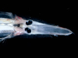 Buy Spookfish, Deepsea Species Occurring in the Twilight Zone, off Cape Verde Iles, Atlantic at AllPosters.com