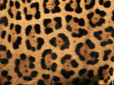 Buy Close-Up of Jaguar Cat Coat, at AllPosters.com