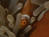 Buy False Clown Anemonefish in Anemone, Indo-Pacific at AllPosters.com