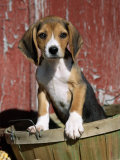 Beagle Dog Puppy