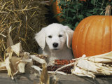 Golden Retriever Puppy (Canis Familiaris) Portrait with Pumpkin