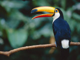 Toco Toucan in Tree, Igazu National Park, Brazil, Iguassu