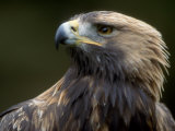 Buy Golden Eagle, 4th Year Male, Scotland, UK at AllPosters.com