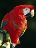 Scarlet Macaw