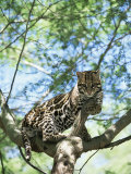Ocelot in Tree