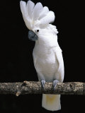White or Umbrella Cockatoo