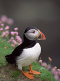 Puffin Portrait, Great Saltee Is, Ireland