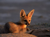 Cape Fox, Kalahari Gemsbok National Park, S Africa