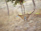 Bengal Tiger Running Through Grass, Bandhavgarh National Park India