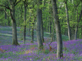 Buy Bluebells Flowering in Oak Wood, Scotland, Peduncluate Oaks (Quercus Robur) at AllPosters.com