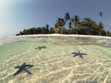 Three Seastars in Shallow Coastal Waters, Philippines, Split- Level Shot