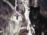 Grey Wolves Showing Fur Colour Variation, (Canis Lupus)