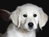 Golden Retriever Puppy