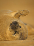 Grey Seal Pup Rolling on Sand, Lincolnshire, UK
