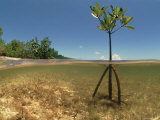 Young Mangrove Tree Sapling Split-Level Shot, Caribbean