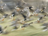 White Fronted Geese, Taking off from Field, Europe