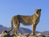 Portrait of Standing Cheetah, Tsaobis Leopard Park, Namibia