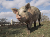 Domestic Pig (Mixed Breed) USA