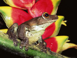 Buy Tree Frog (Hyla Sp) Ecuadorian Amazon, South America at AllPosters.com