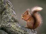 Red Squirrel, Angus, Scotland, UK