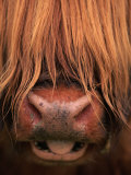 Highland Cattle, Head Close-Up, Scotland