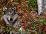 Grey Wolf Amongst Woodland Leaves, Minnesota, USA