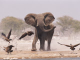 African Elephant, & Whitebacked Vultures by Waterhole, Etosha National Park, Namibia