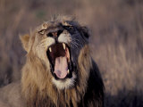 Male Lion Roaring (Panthera Leo) Kruger National Park South Africa