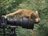 Buy Squirrel Monkey, Investigates Camera, Amazonia, Ecuador at AllPosters.com