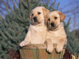 Golden Labrador Retriever Puppies, USA