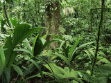 Buy Tropical Rainforest Interior, Carara Natural Reserve, Costa Rica at AllPosters.com