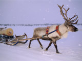 Reindeer, Pulling Sledge, Saami Easter, Norway