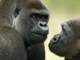 Buy Two Western Lowland Gorillas Face to Face, UK at AllPosters.com